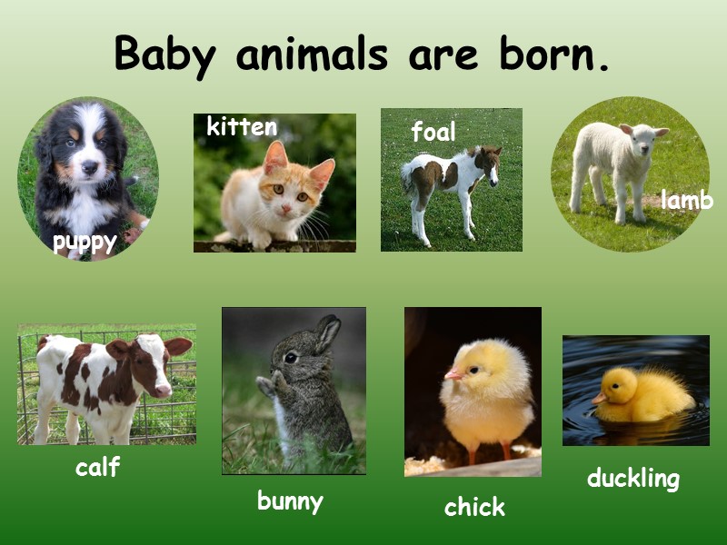 Baby animals are born. puppy kitten foal calf lamb bunny chick duckling